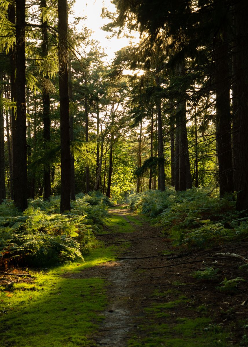 'New Forest Path' Poster, picture, metal print, paint by Aaron Parker ...