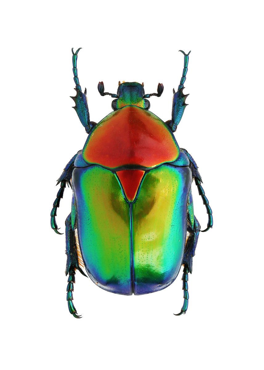 'Cetoniinae Cetonischemas' Poster, picture, metal print, paint by