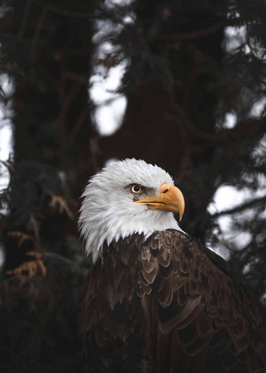 METAL REFRIGERATOR MAGNET Six Bald Eagles Birds Perched In Tree Eagle Bird 