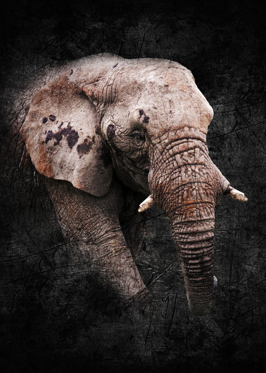 'elephant With Texture' Poster, Picture, Metal Print, Paint By Nicole 