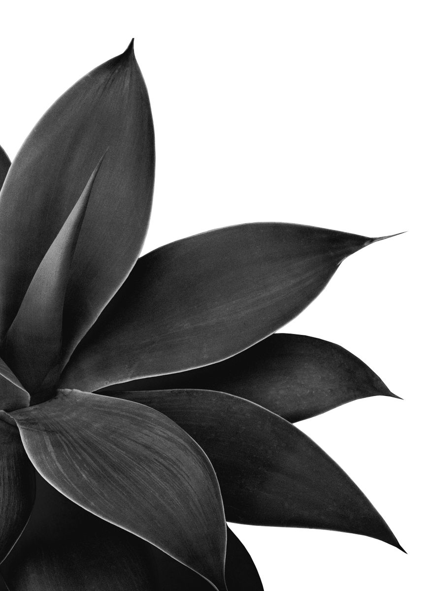 'Agave Finesse 13 ' Poster by Anita's & Bella's Art | Displate