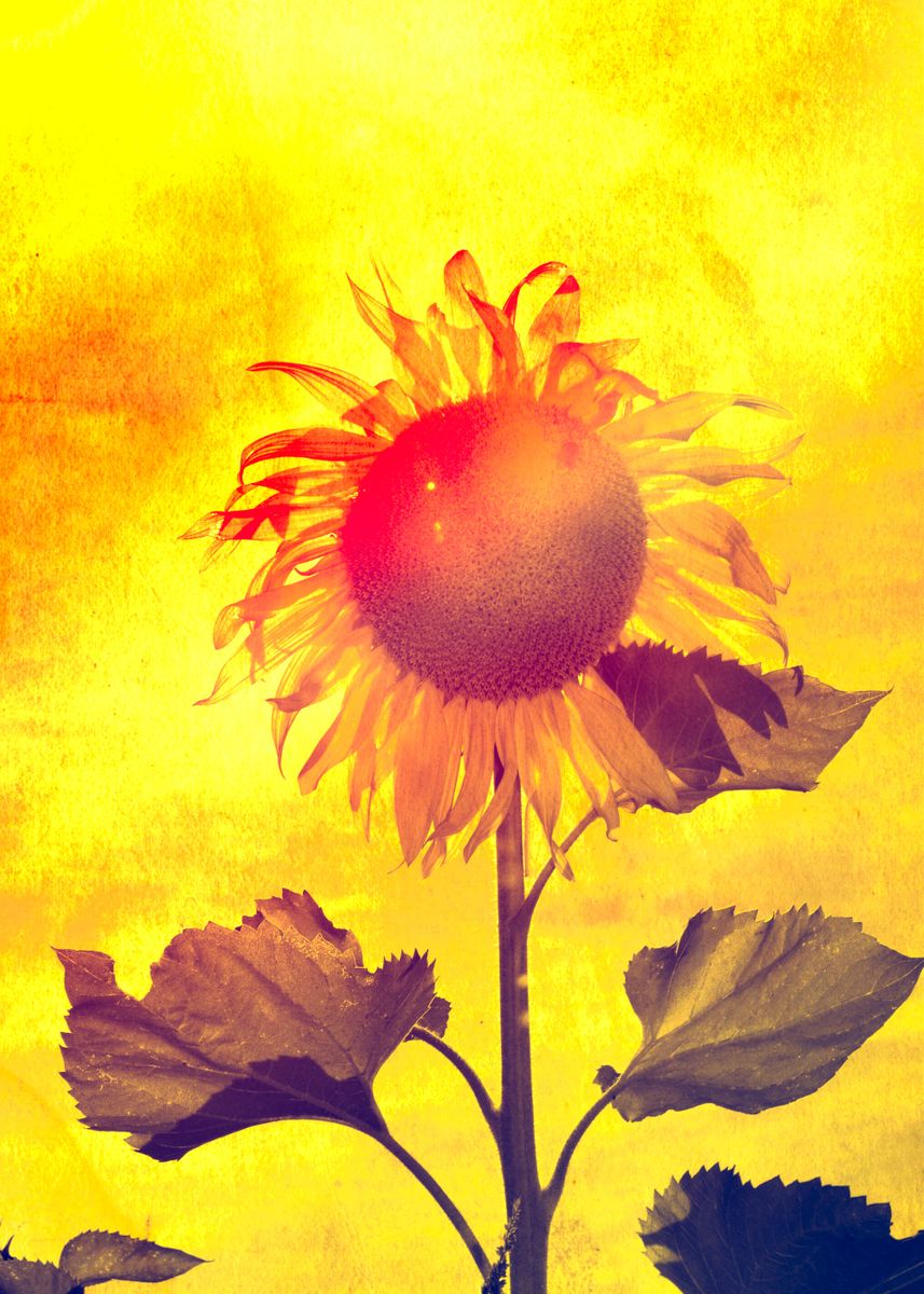 Abstract Sunflower Poster Picture Metal Print Paint By Claudia F2397941c1463658c24bdaf03e7d2d8d F59c958b45e4844dfe94aa4f95870beb