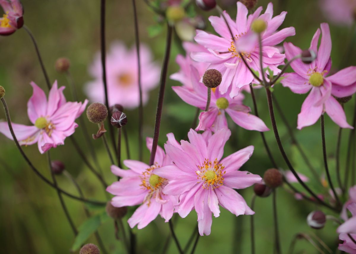 Dahlia merckii