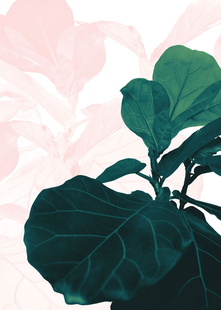 'Blush Green Fiddle Leaf 1' Poster, picture, metal print, paint by ...