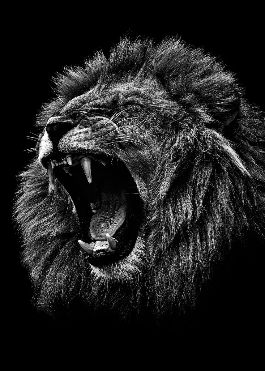 lion pictures black and white