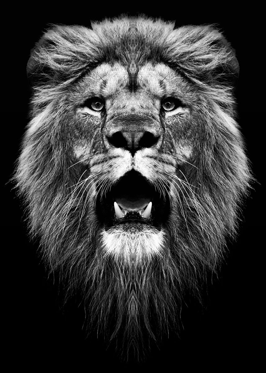 'lion head black and white ' Poster, picture, metal print, paint by mk ...