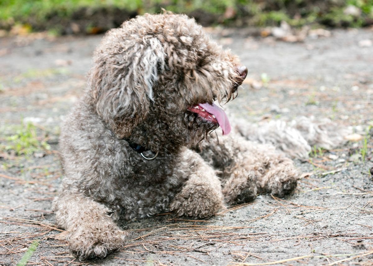 'Lagotto Romagnolo macro' Poster by BakalaeroZz Photography | Displate