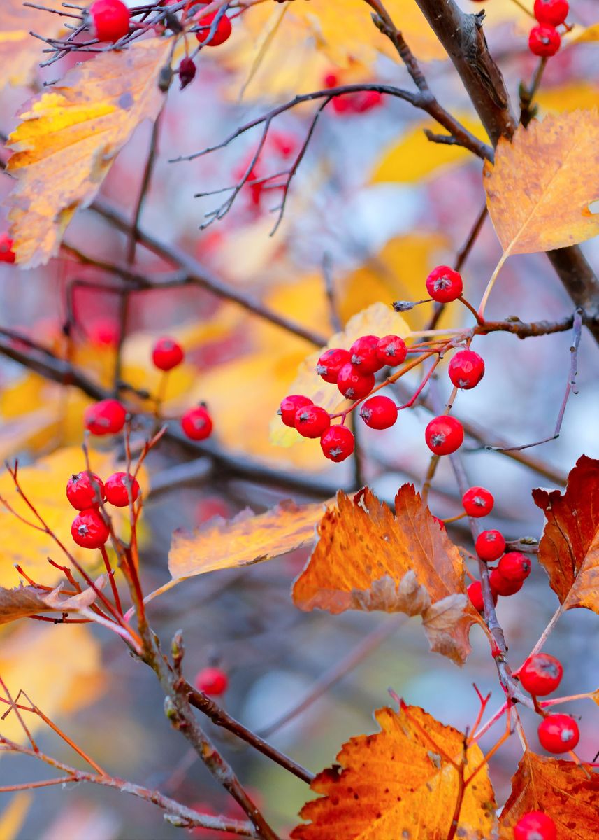 Define Haw 'Delicate hawthorn berries' Poster by Art Ofphotos | Displate