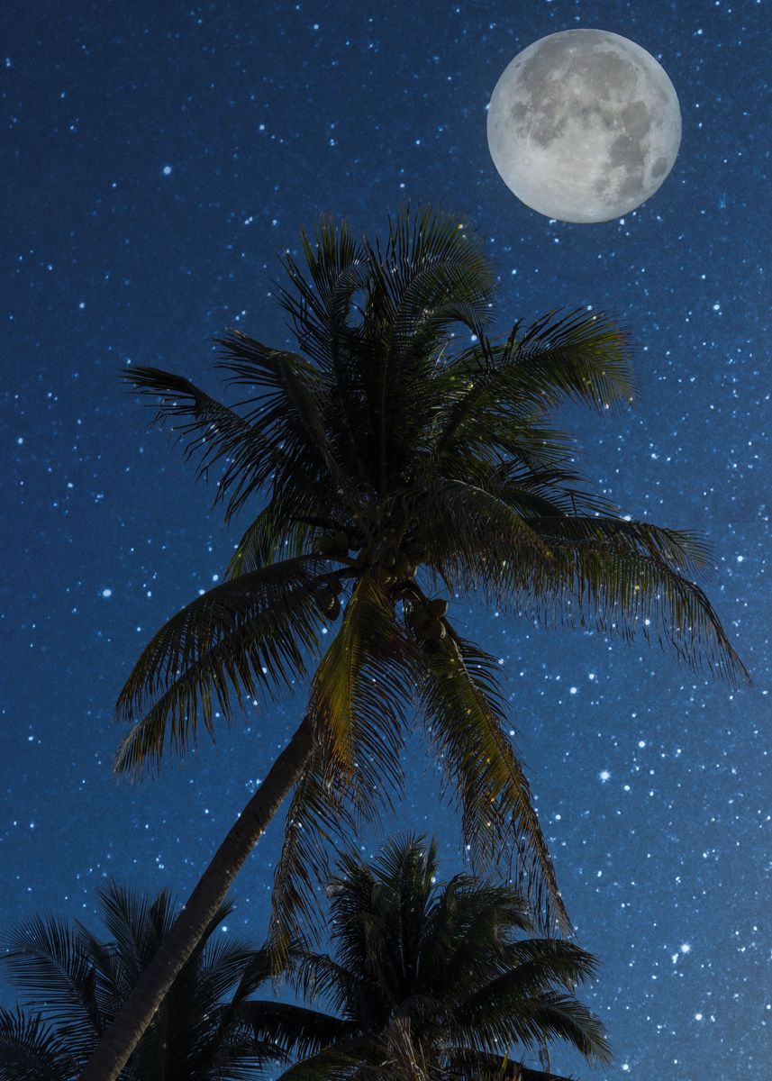 'Palm Tree and Moon Light ' Poster by Stephanie Laird | Displate