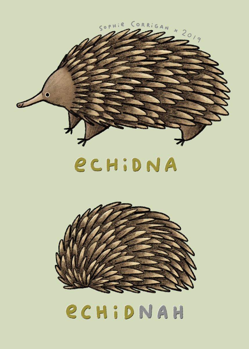 'Echidna Echidnah' Poster, picture, metal print, paint by Sophie ...