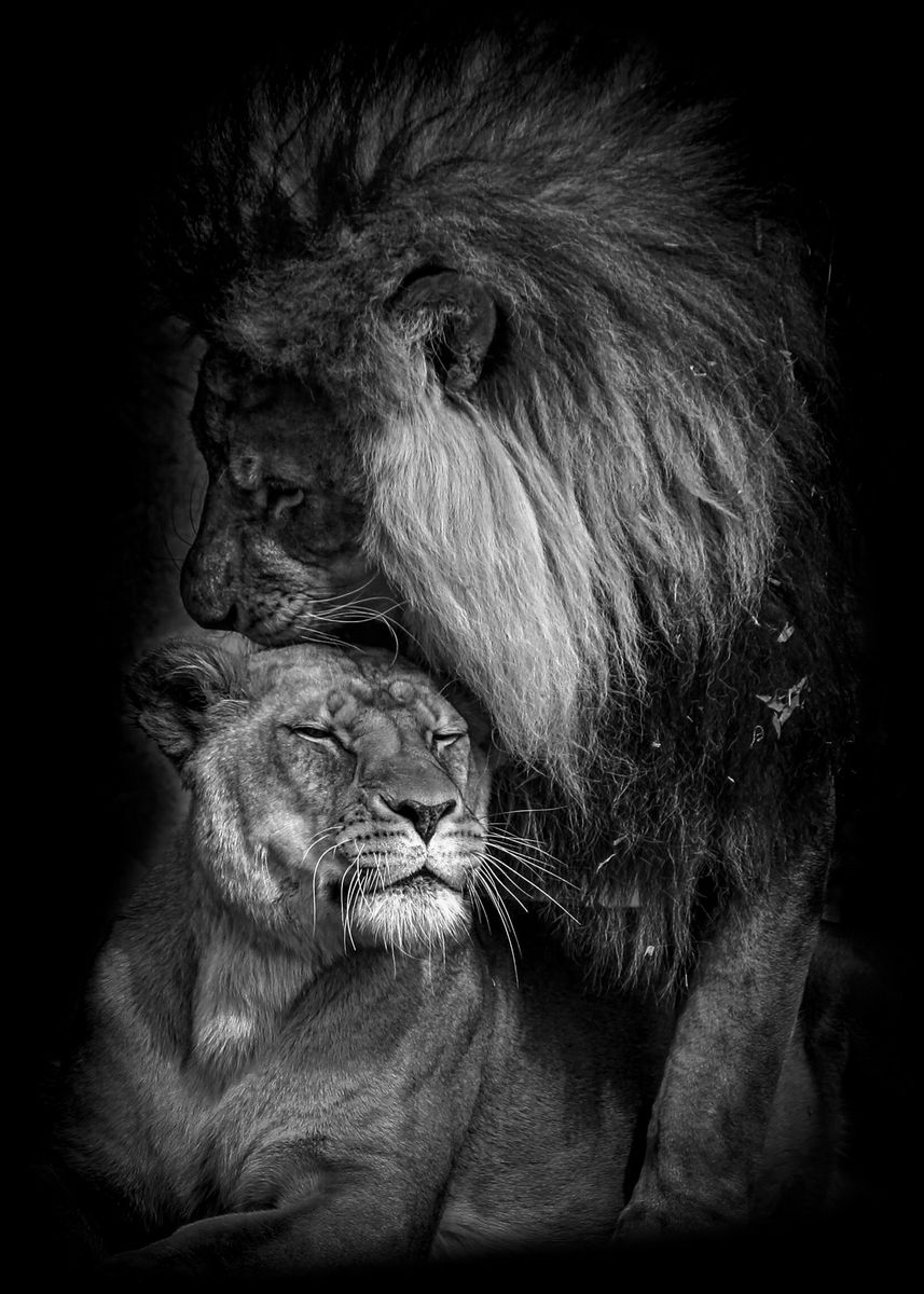 wild Lions love black ' Poster by MK studio | Displate