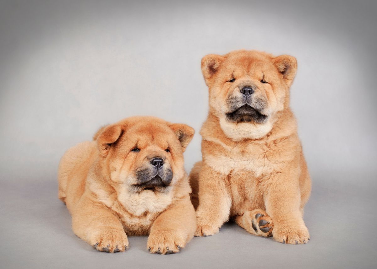 chow puppies