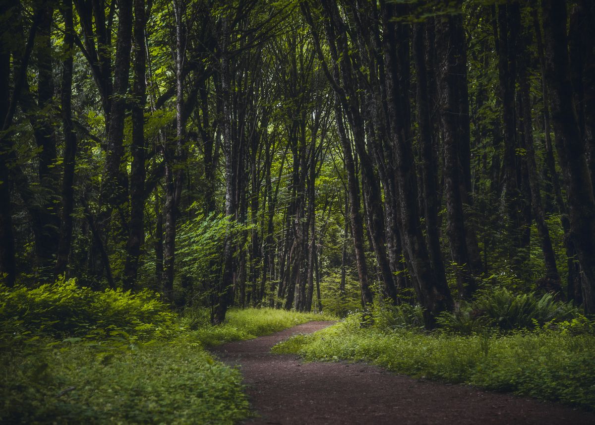 Dark And Mysterious Forest Metal Poster Nicholas Steven Displate