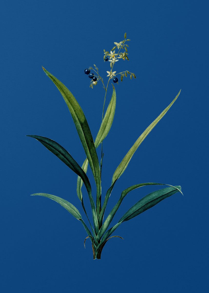 'Flax Lilies on Blue' Poster, picture, metal print, paint by Holy Rock ...