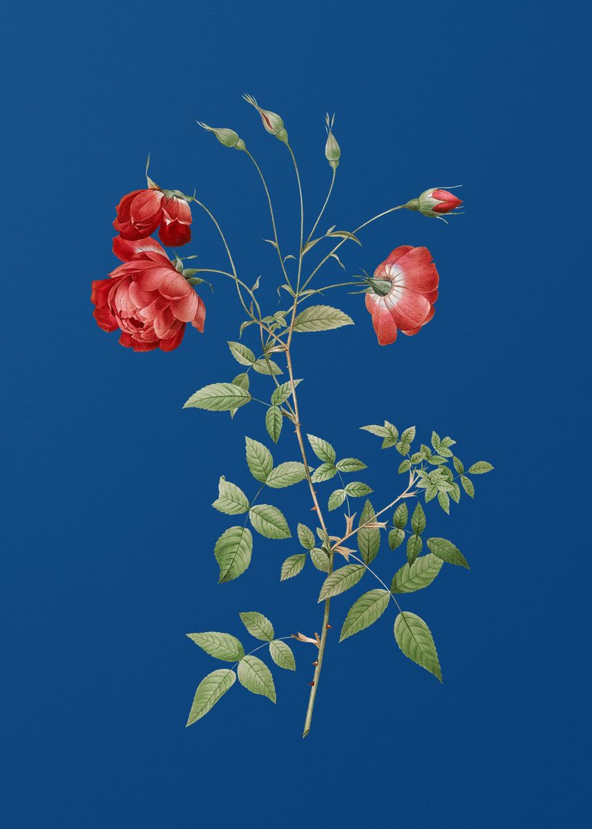 Blooming Red Rose On Blue Poster Art Print By Holy Rock Design Displate