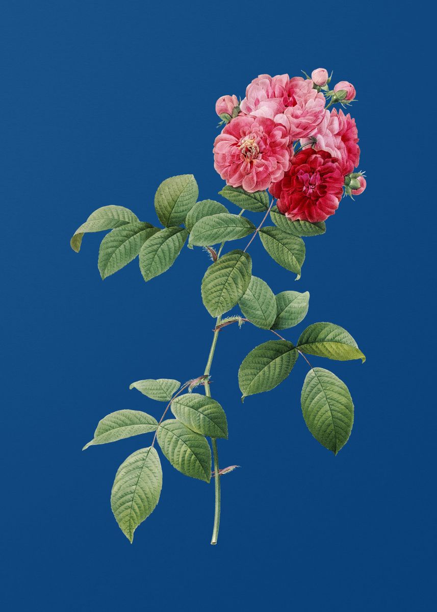 ‘Seven Sisters Roses’ Poster by Holy Rock Design | Displate