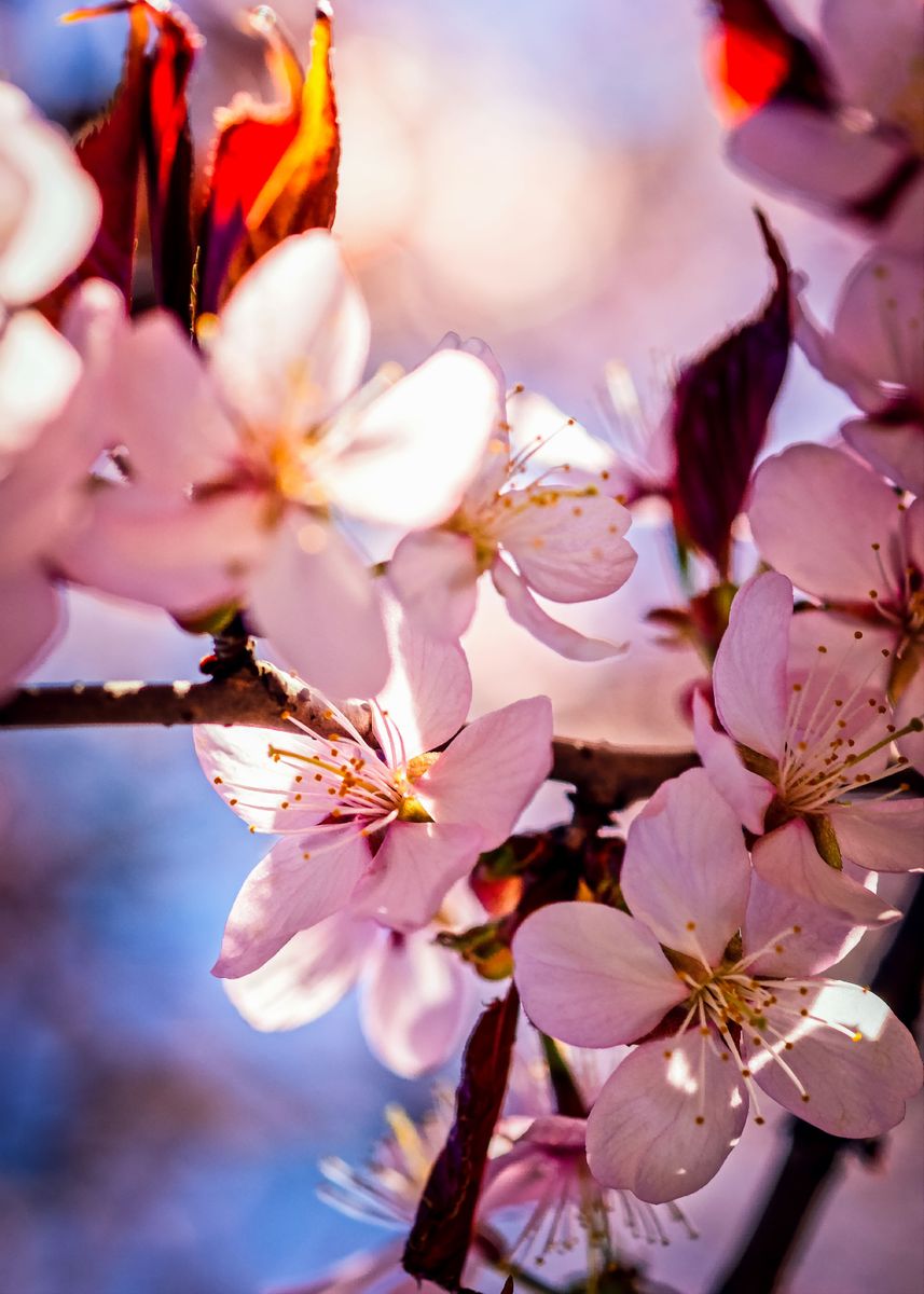 'Inside the Sakura Tree' Poster by Art Ofphotos | Displate