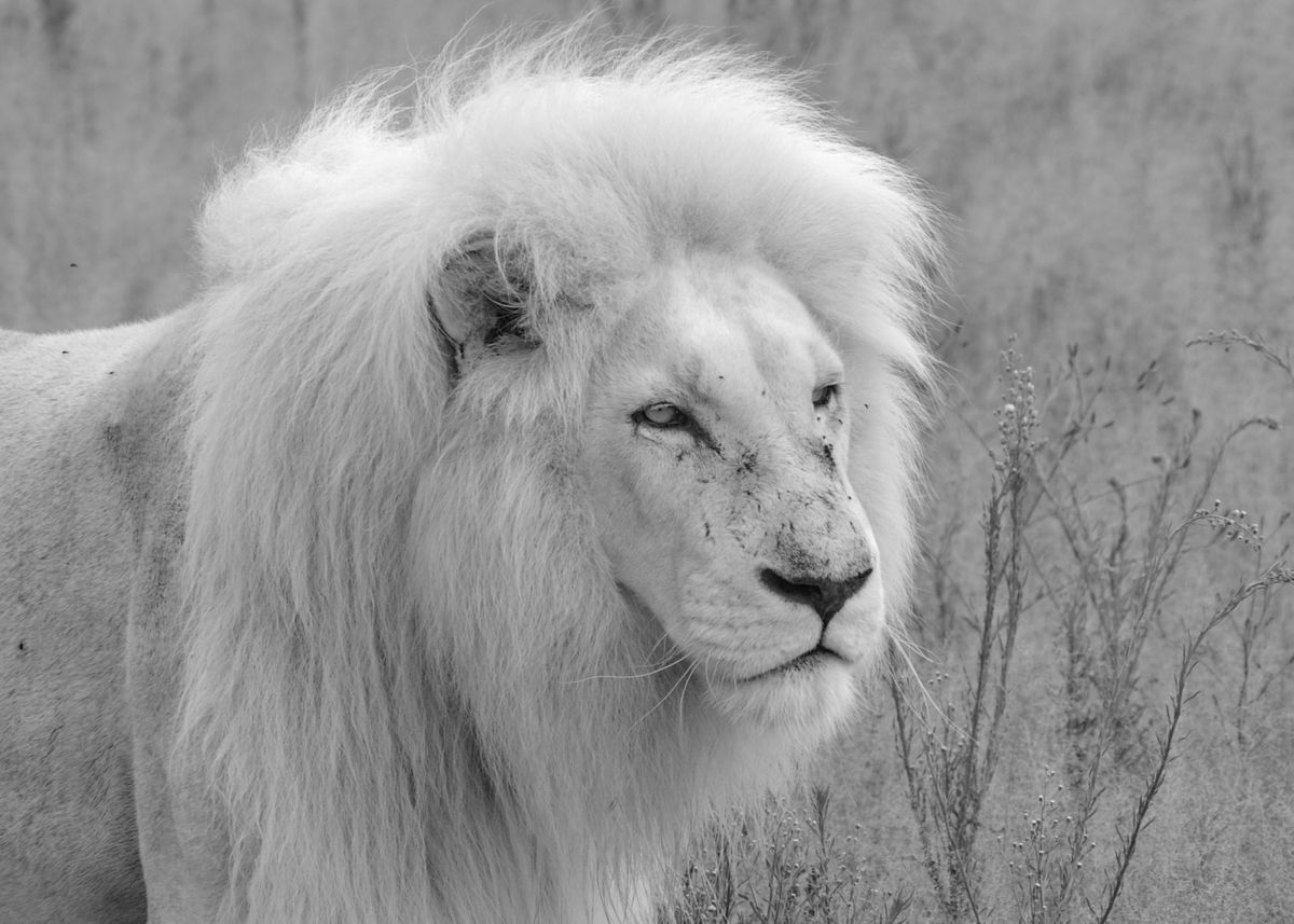 White Lion Male 152 bw' Poster by Barbara Fraatz | Displate