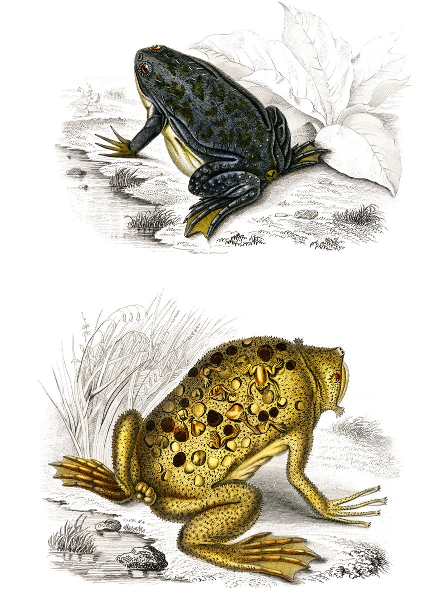 ‘surinam toad illustration’ Poster, picture, metal print, paint by