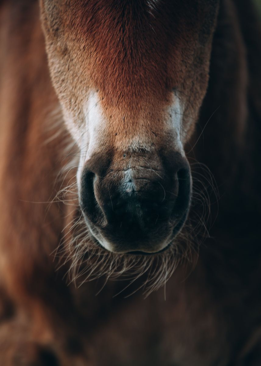 'Horse Nostrils' Poster, picture, metal print, paint by Alexander ...