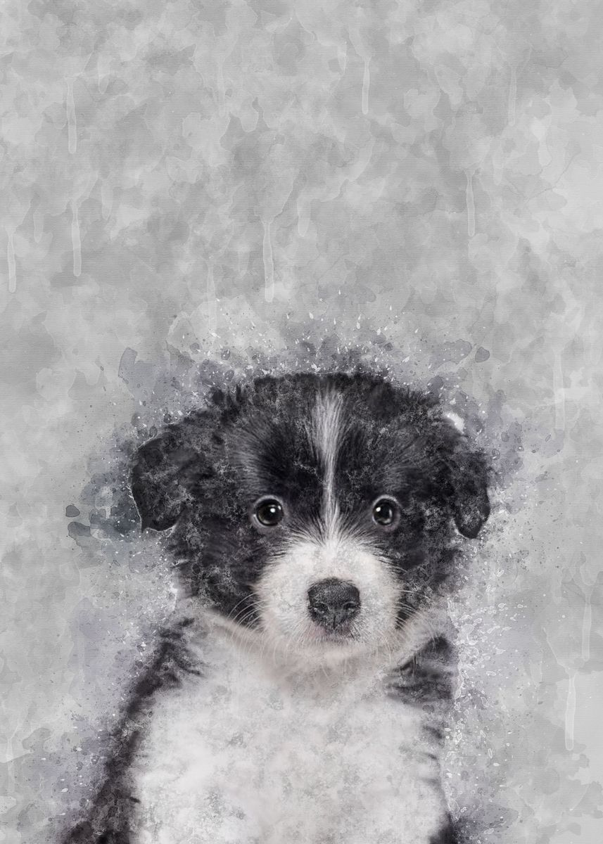 'border Collie Puppy' Poster By Olivia Emma 