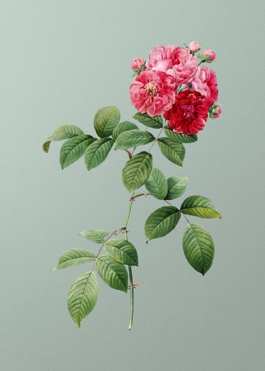 ‘Seven Sisters Roses’ Poster by Holy Rock Design | Displate