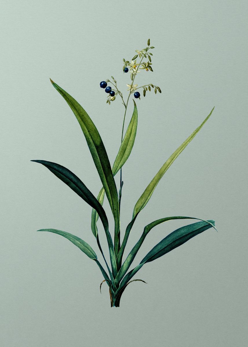 'Flax Lilies' Poster, picture, metal print, paint by Holy Rock Design ...