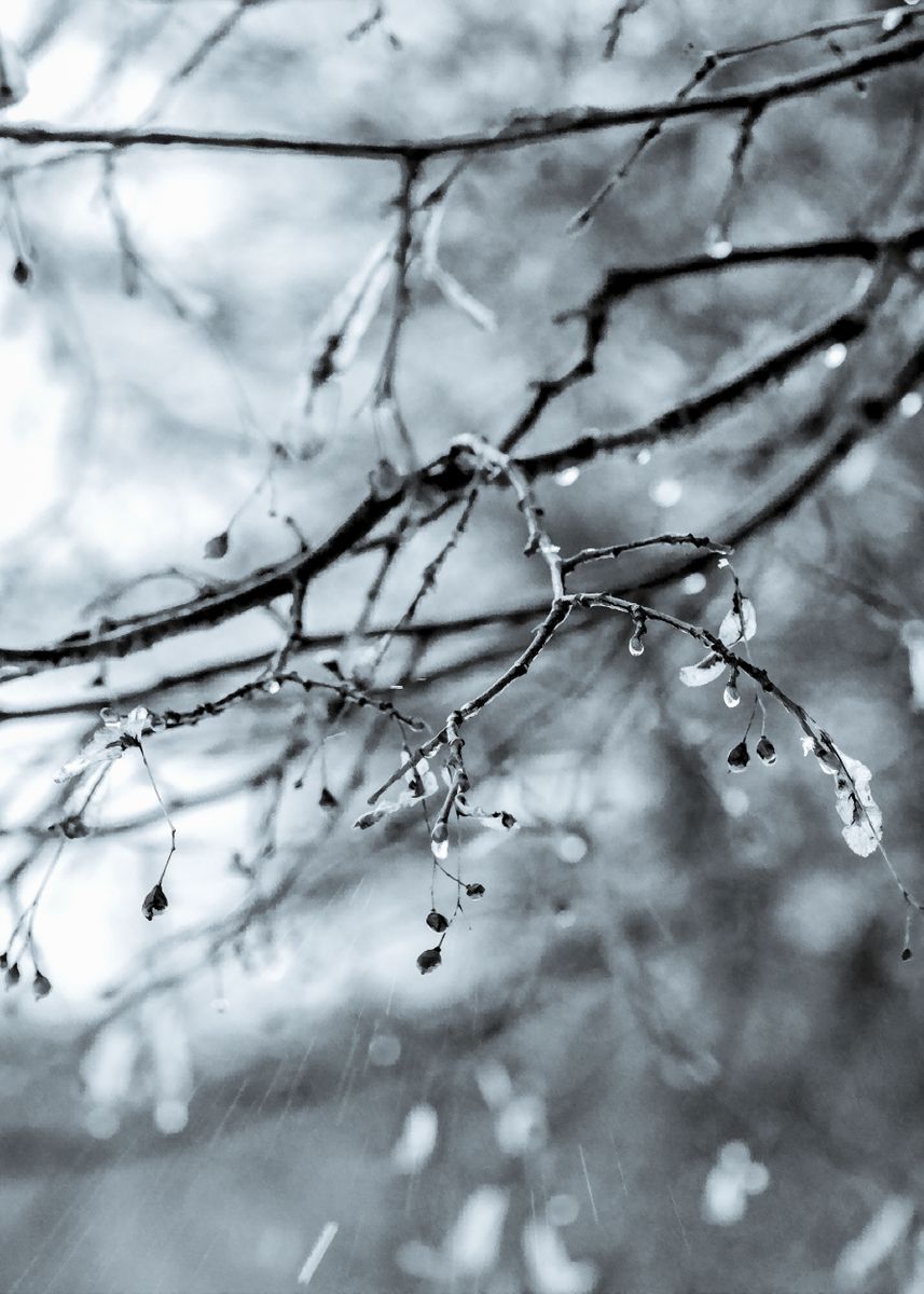 'silver Rain Linden Tree' Poster, Picture, Metal Print, Paint By Art 