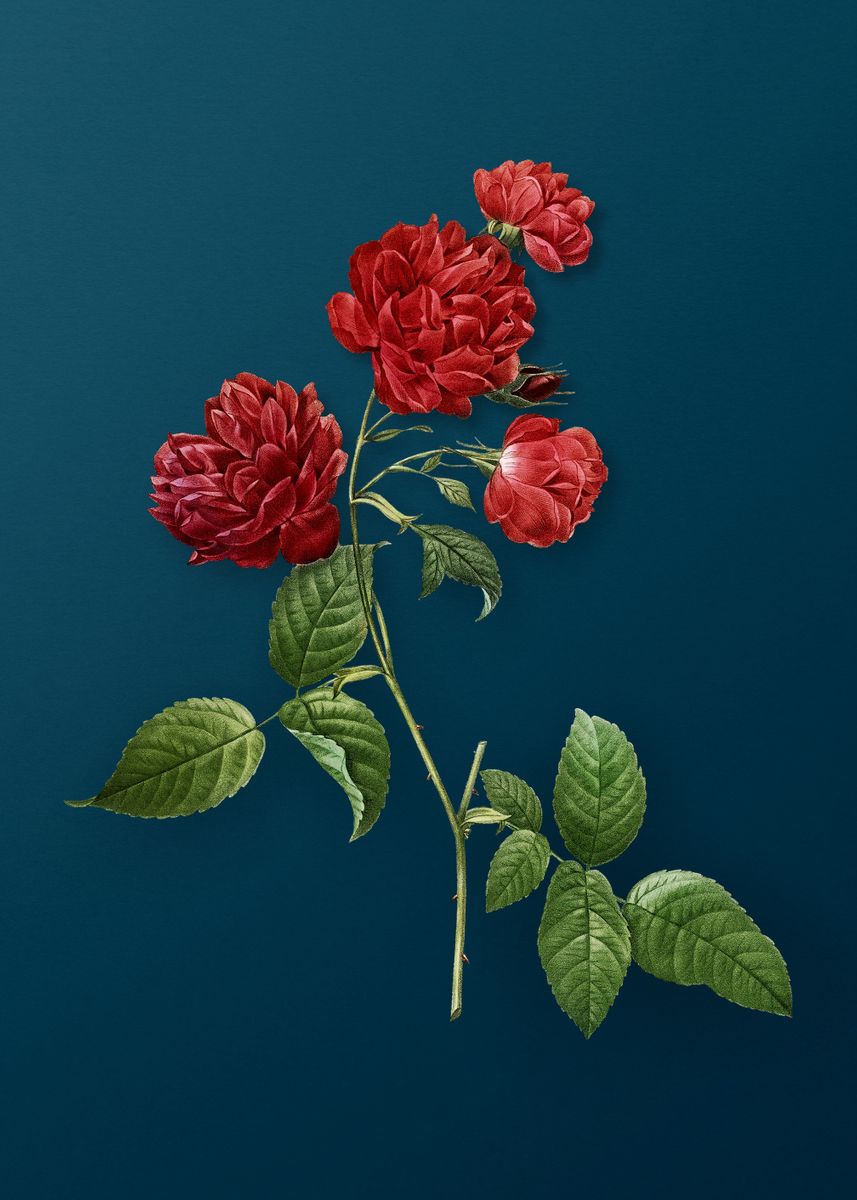 'Red Cabbage Rose in Bloom' Poster, picture, metal print, paint by Holy ...