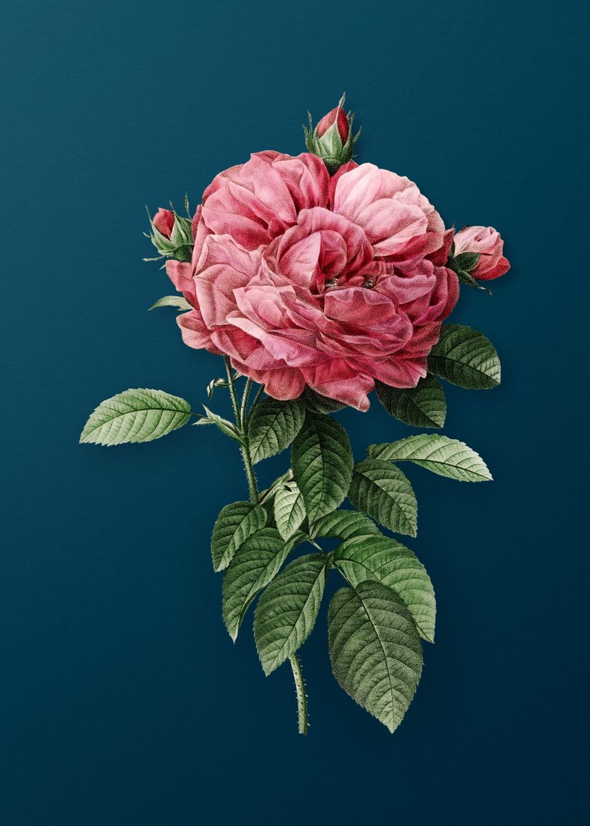 'Giant French Rose Flower' Poster by Holy Rock Design Displate