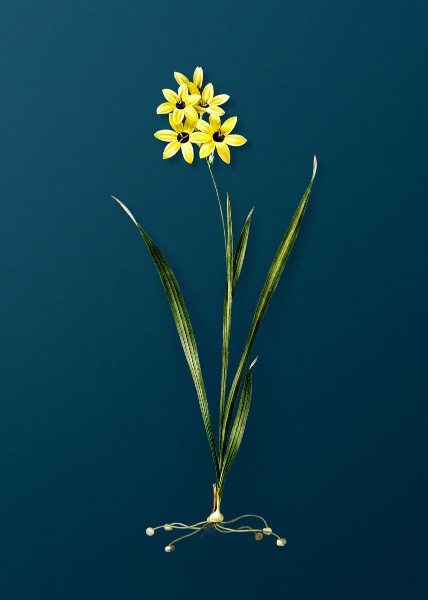 'Ixia Fusco Citrina' Poster, picture, metal print, paint by Holy Rock ...