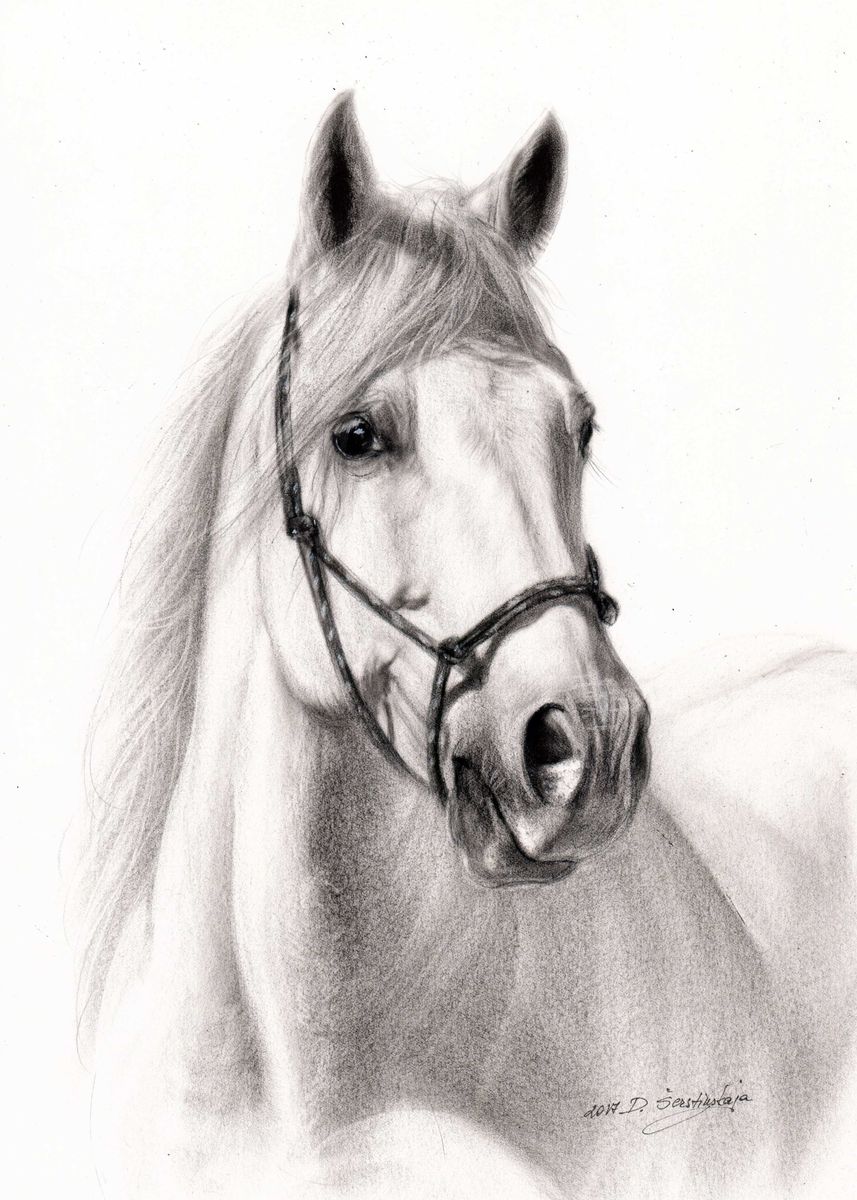 Рисунки лошадей простым карандашом