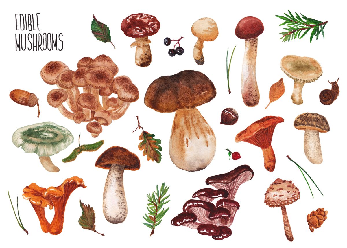 Набор цветных легких съедобных грибов рисунок
