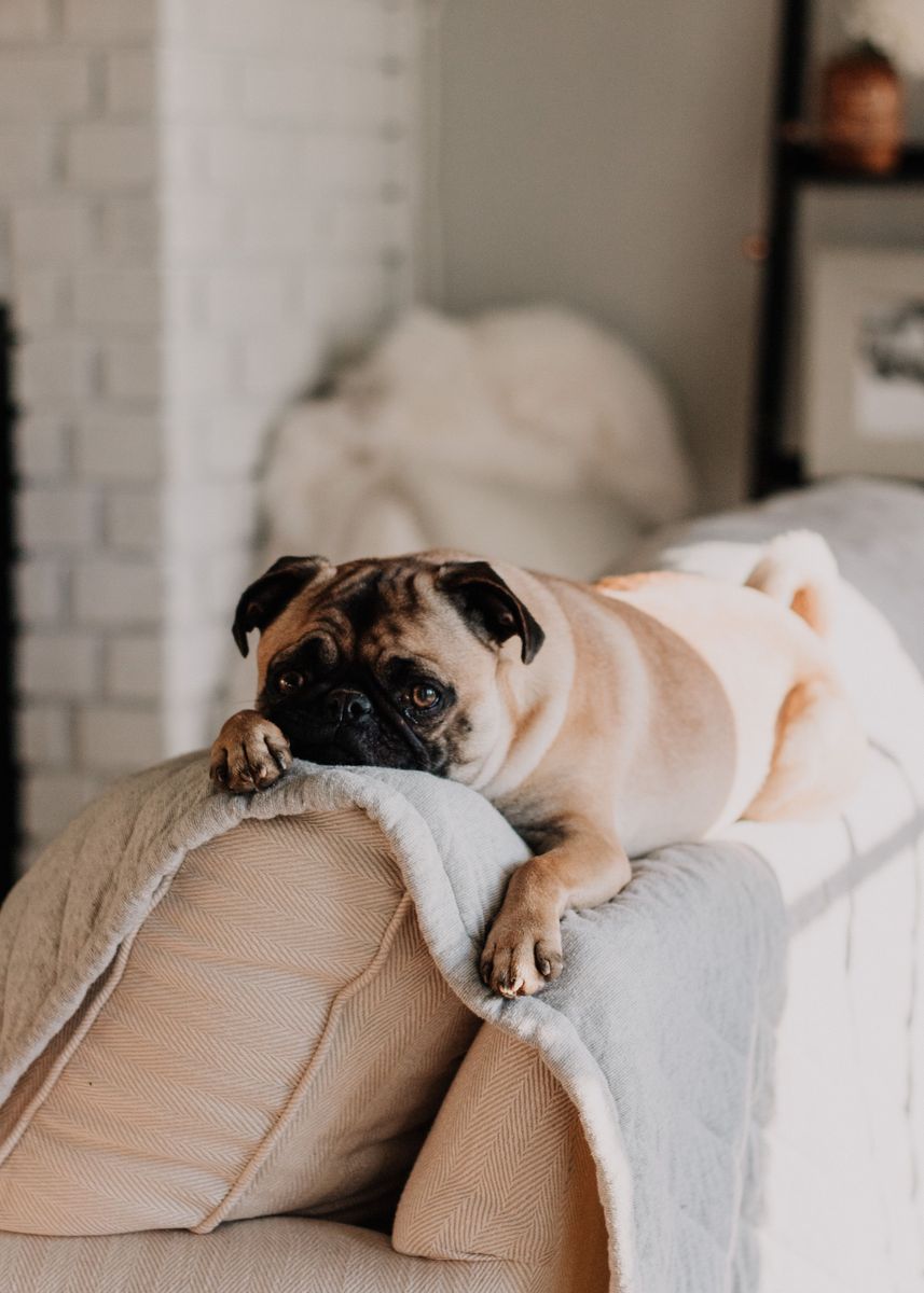 toy dogs that look and act real