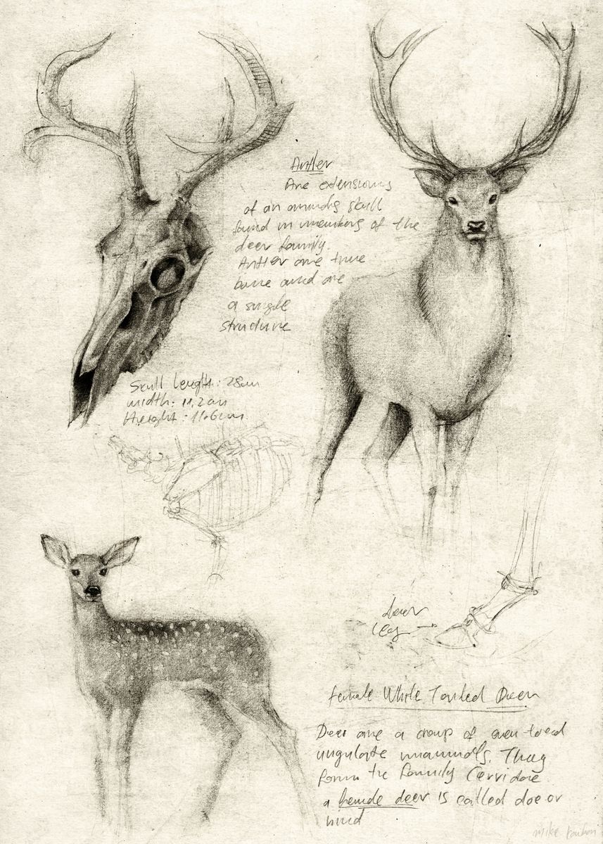 'Deer' Poster by Mike Koubou | Displate