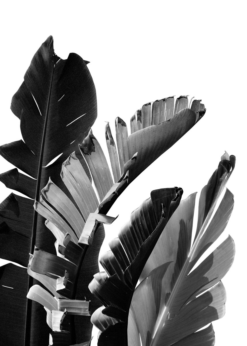 'Banana Leaves Finesse 2 ' Poster by Anita's & Bella's Art | Displate