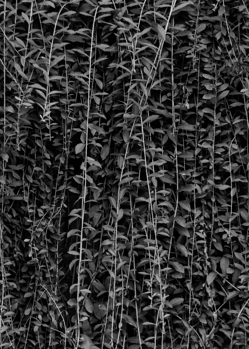 'Leaf Curtain' Poster, picture, metal print, paint by Zhidane Al dhaer ...
