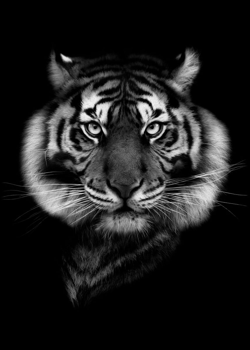 WILD BLACK tiger poster ' Poster by MK studio | Displate