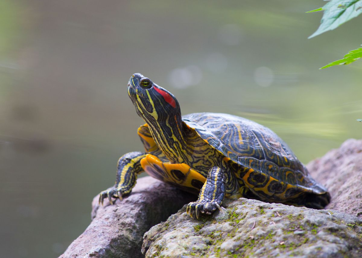 'Turtle posing' Poster by Giuseppe Cammino | Displate