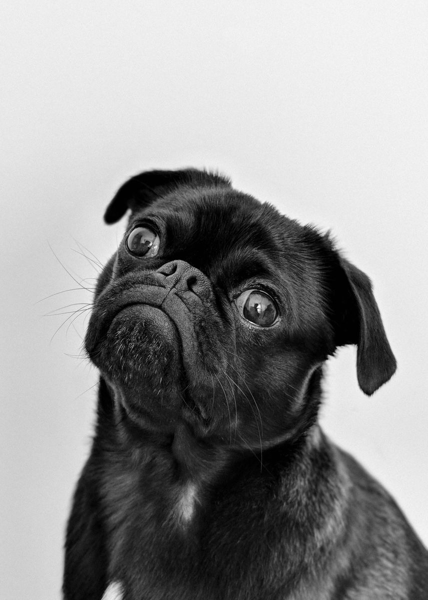 'black pug dog' Poster by DheYa Art Displate