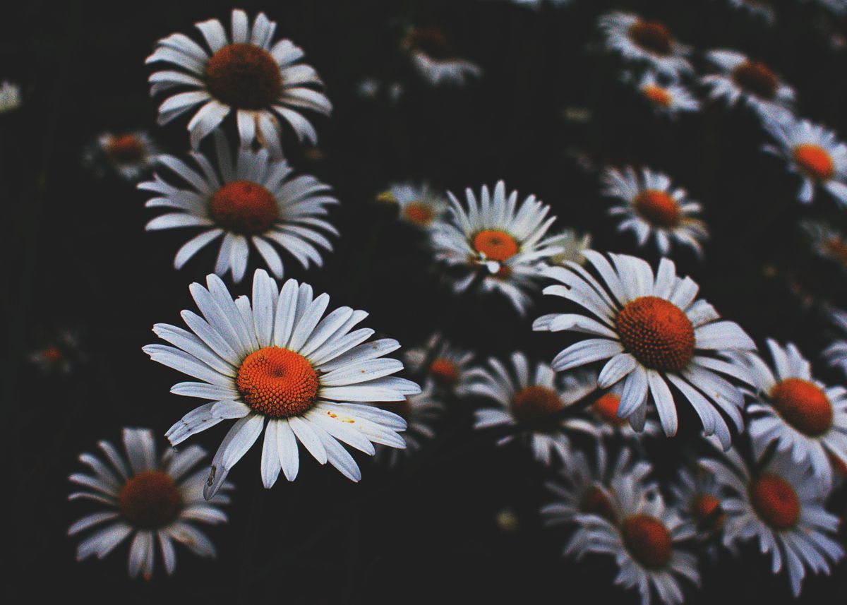 Close-up Photo of White Chamomile Flowers 