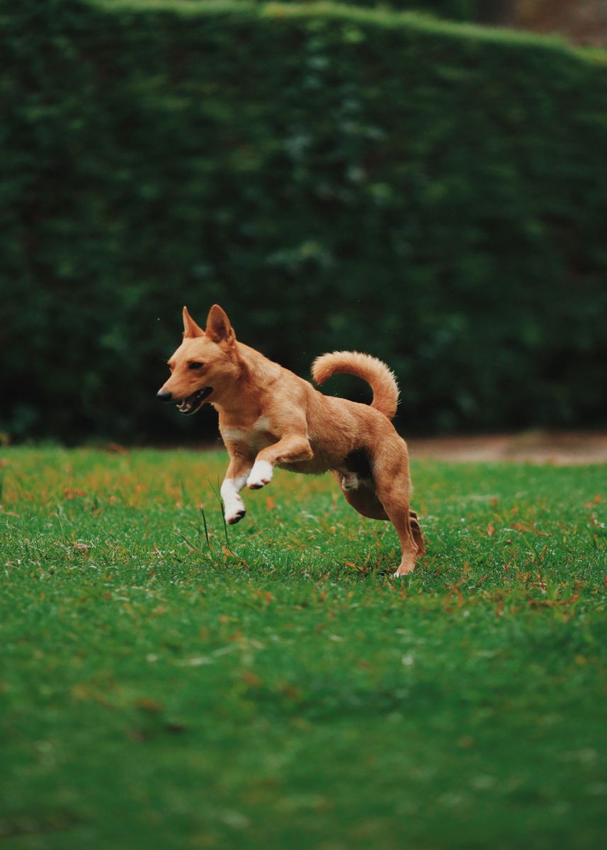'running dog brown' Poster, picture, metal print, paint by DheYa Art ...