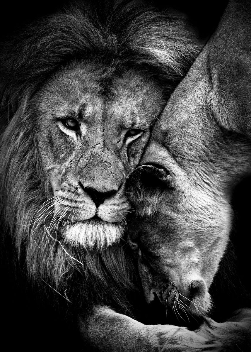 lions black and white photography