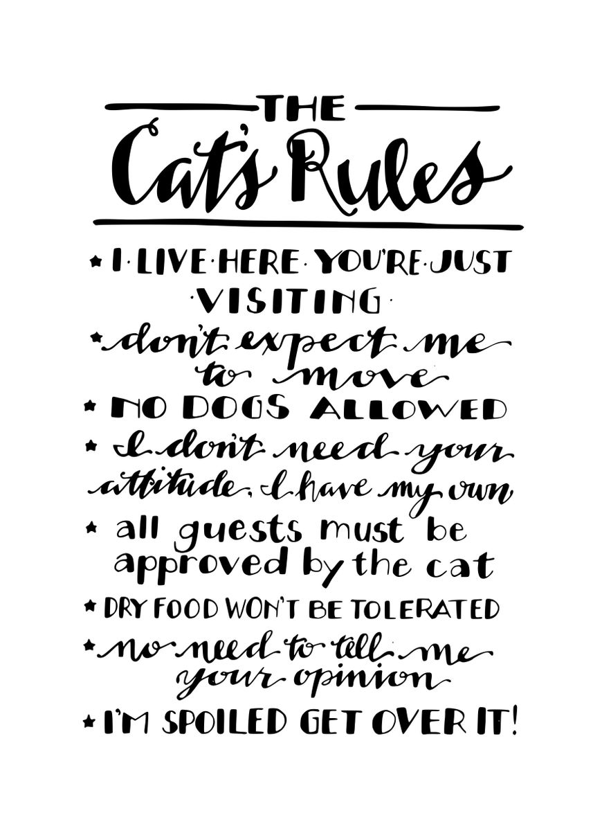 'Cats rules' Poster, picture, metal print, paint by Hafid ks Displate