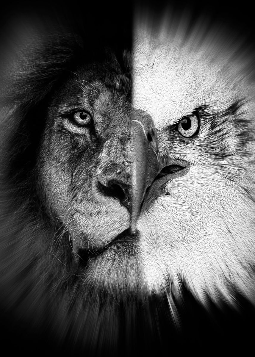 'half lion half eagle b w' Poster, picture, metal print, paint by mk