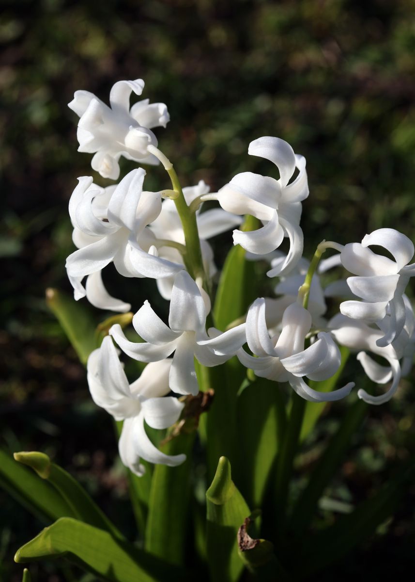 'Hyacinthus orientali print' Poster, picture, metal print, paint by ...