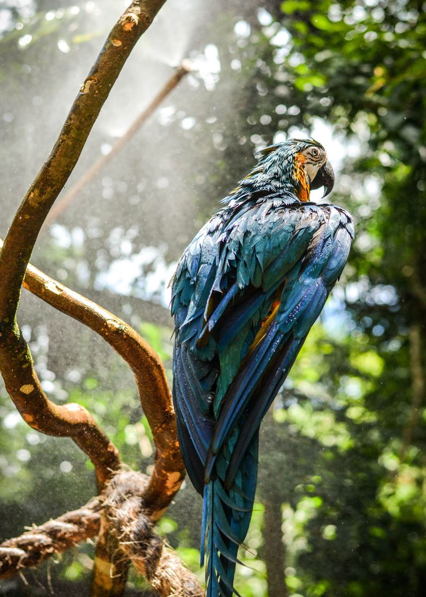 'tree macaw' Poster, picture, metal print, paint by DheYa Art | Displate