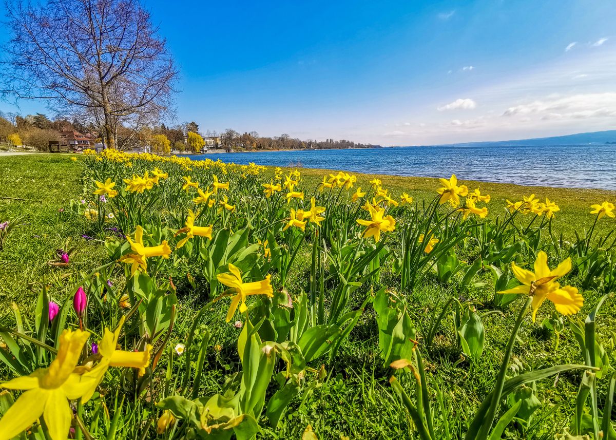  sunny Spring Poster By Marc Kunze Displate