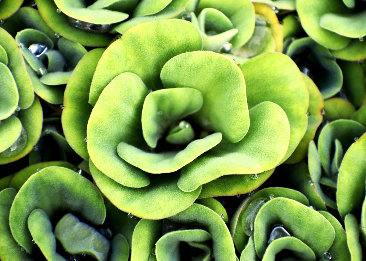 'Decorative Water Plant' Poster by Ravindra Kumar Displate