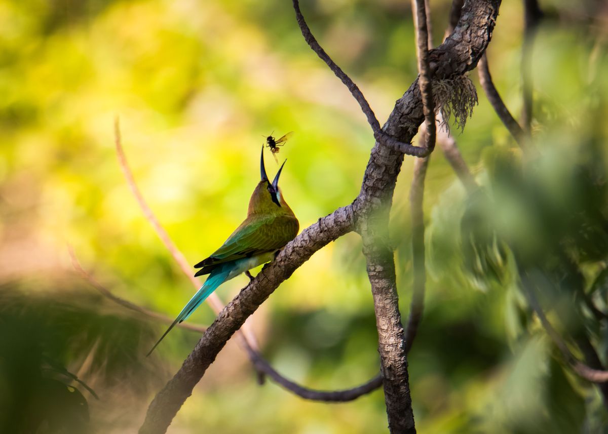 'Bee Eater' Poster by Little Owl Pictures | Displate